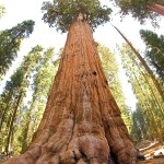 Sequoia National Park7