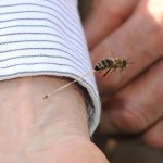 Последние секунды жизни пчелы